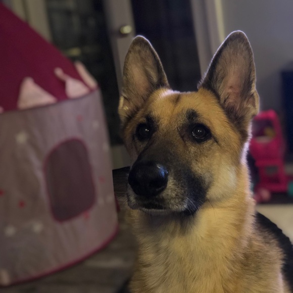 Meet your Posher, Joshua - Picture 1 of 1